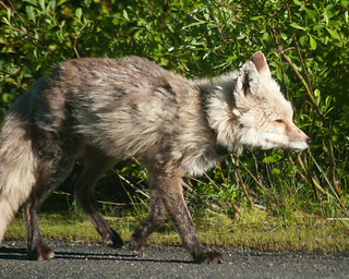 Cascade Fox (Red Fox
ssp.)