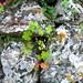 I neri dei muschi sulle rocce screziate dal giallo dei licheni