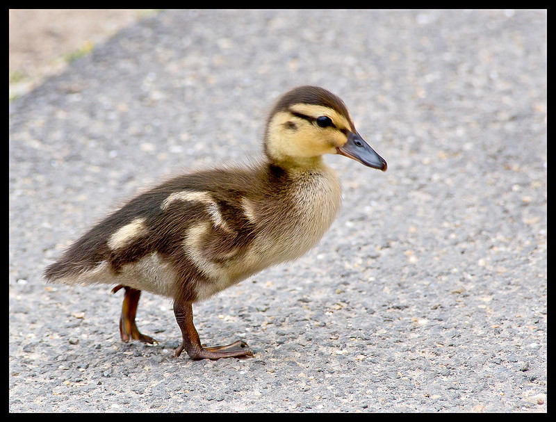 Brown Baby Duckling