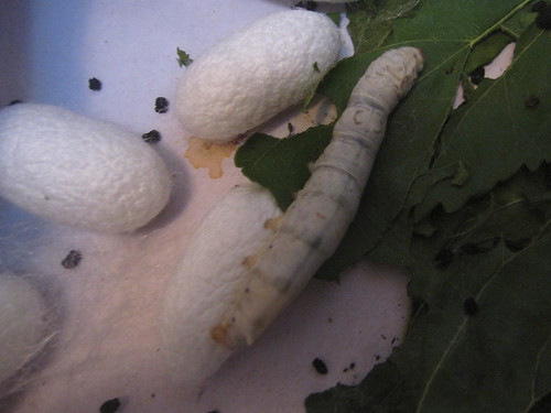 Silkworm on mulberry leaf