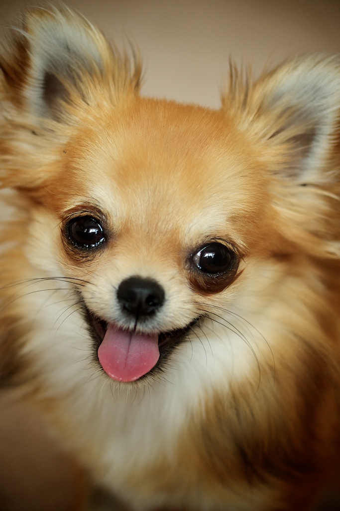 無料写真素材動物犬・イヌチワワ画像素材なら！無料・フリー写真素材のフリーフォト