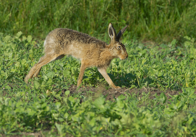 brown hare walking