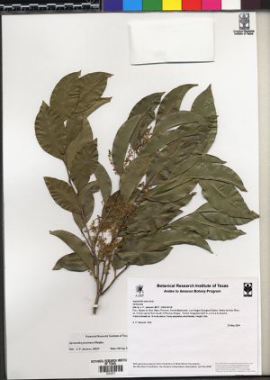 Agonandra peruviana image