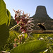 07-21-12: A Bee and Devil's Tower