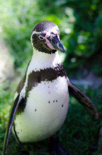 Humboldt Penguin by MBoom