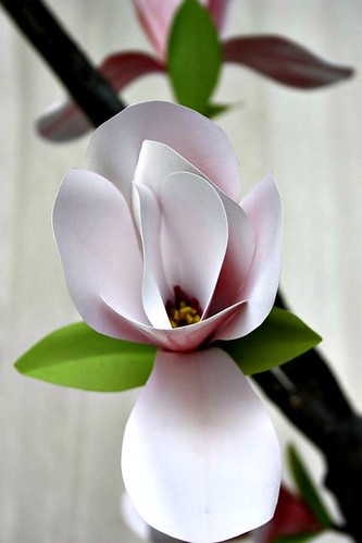 A beautifully realistic magnolia blossom one of many actually that 