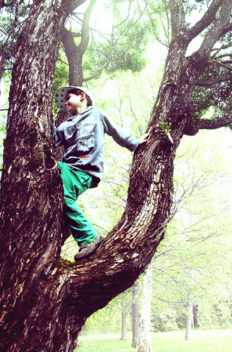 The climbing tree