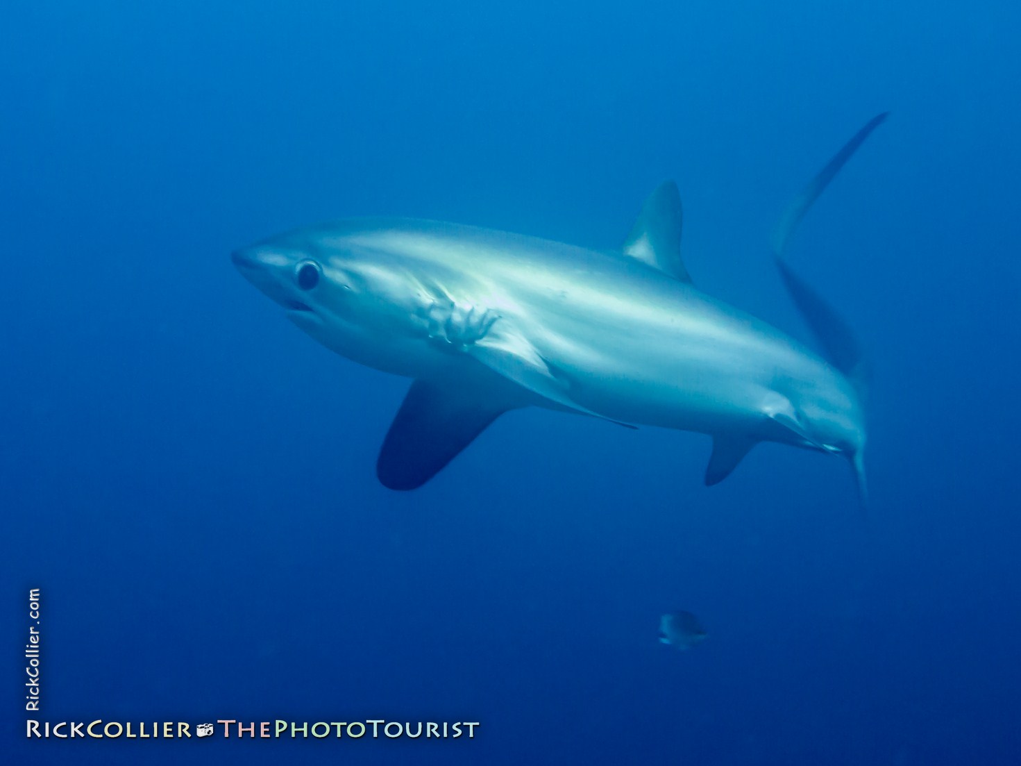 A thresher shark turns to pass the photographer at Monad Shoal, near Malapascua Island, the Philippines