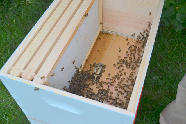 Swarmed bees, newly hived