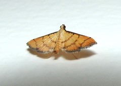 Moth (Yy)