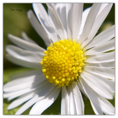 daisy by Steve_Gregory