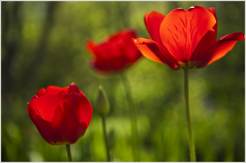20120520. Red tulips. 9107. by Tiina Gill