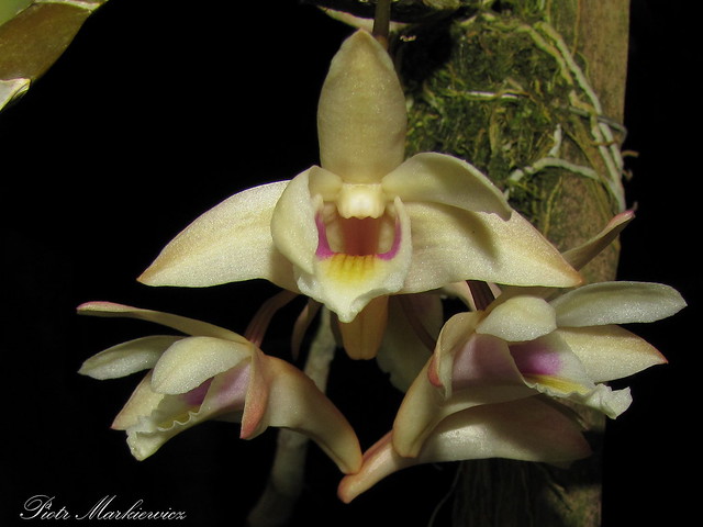 Dendrobium treubii