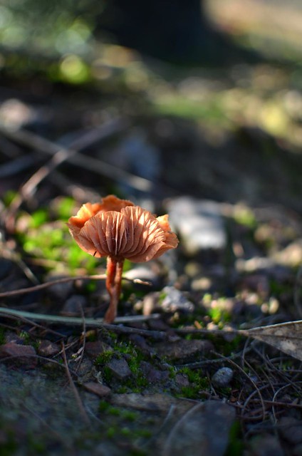 mushrooms in st andrews bushland