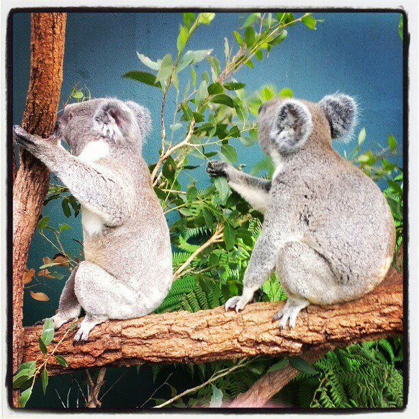 Koala buddies