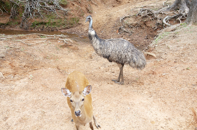 deer and emu