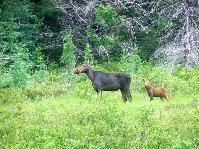Moose Cow and Calf (km 28)