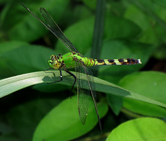 2006-2013 Dragonflies