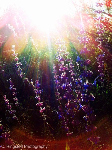 Life: Topanga Canyon Wild Flowers by Sanctuary-Studio