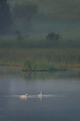 Swans_0192.jpg by Mully410 * Images