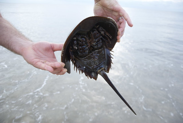 It's Alive ~ Horseshoe Crab in Cape May