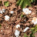 Cotton field, Mali - IMG_0722_CR2