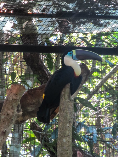 Le Parc des Oiseaux d'Iguaçu: un autre magnifique toucan. Il ressemble au premier, la plus grande sorte de toucan, mais en d'autres couleurs ;)