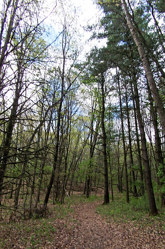 1654 woody path