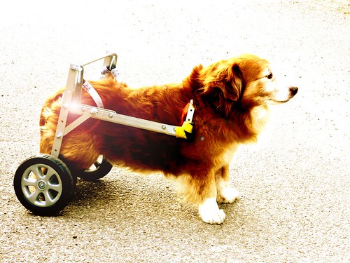 Carrellini per cani disabili