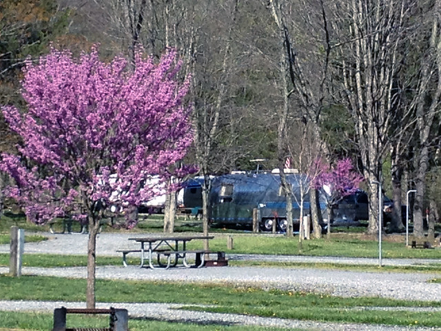 Red Buds in bloom for spring camping at Hungry Mother State Park
