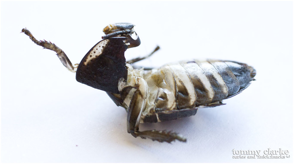 cockroach (exoskeleton)