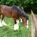 Clydesdales Grazing 7