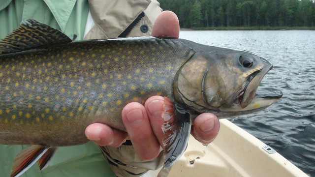 Thick Maine Brook Trout