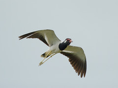 Plover : Lapwing - 03