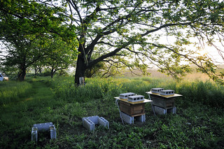 beehives in the riverside Kitakami