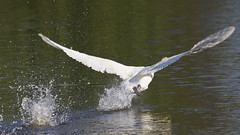Keptie pond Swans Ducks Terrapin