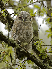 Cárabo - Avelaiona - Strix aluco - Tawny Owl