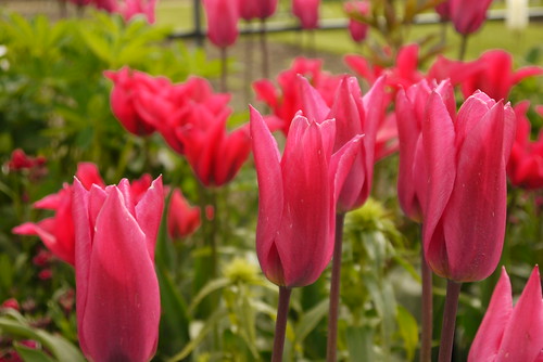 A Tulip or Two