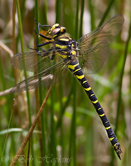 Dragonflies, Damselflies ..........