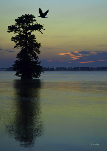 Lake Istopkoga - Anhinga At Dawn