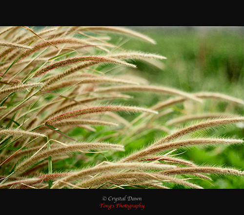 Like Barley Bending by Crystal Dawn 彤
