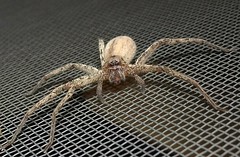 Huntsman Spider (A)