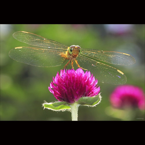 funny dragonfly by -clicking-