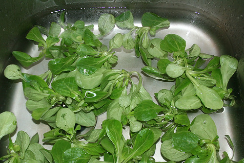 23 - Salat waschen / Wash salad