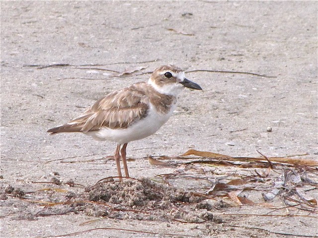 Wilson's Plover at Fort DeSoto in Pinellas County, FL 01