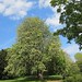 Horse chestnut, Dulwich Park