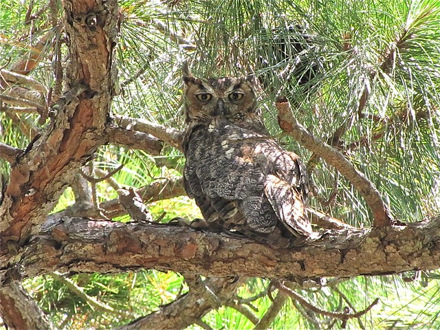 Great Horned Owl at Honeymoon Island State Park in Pinellas County, FL 05