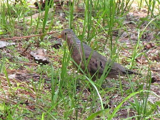 Common Ground-dove at Honeymoon Island State Park in Pinellas County, FL 01