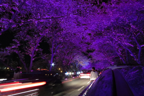 Gyeongju Night Blossoms