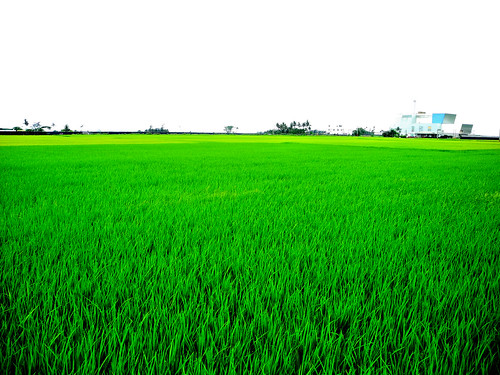 East Coast Rice Paddy